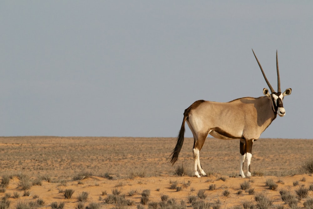 brown four-legged animal on field under gray sky