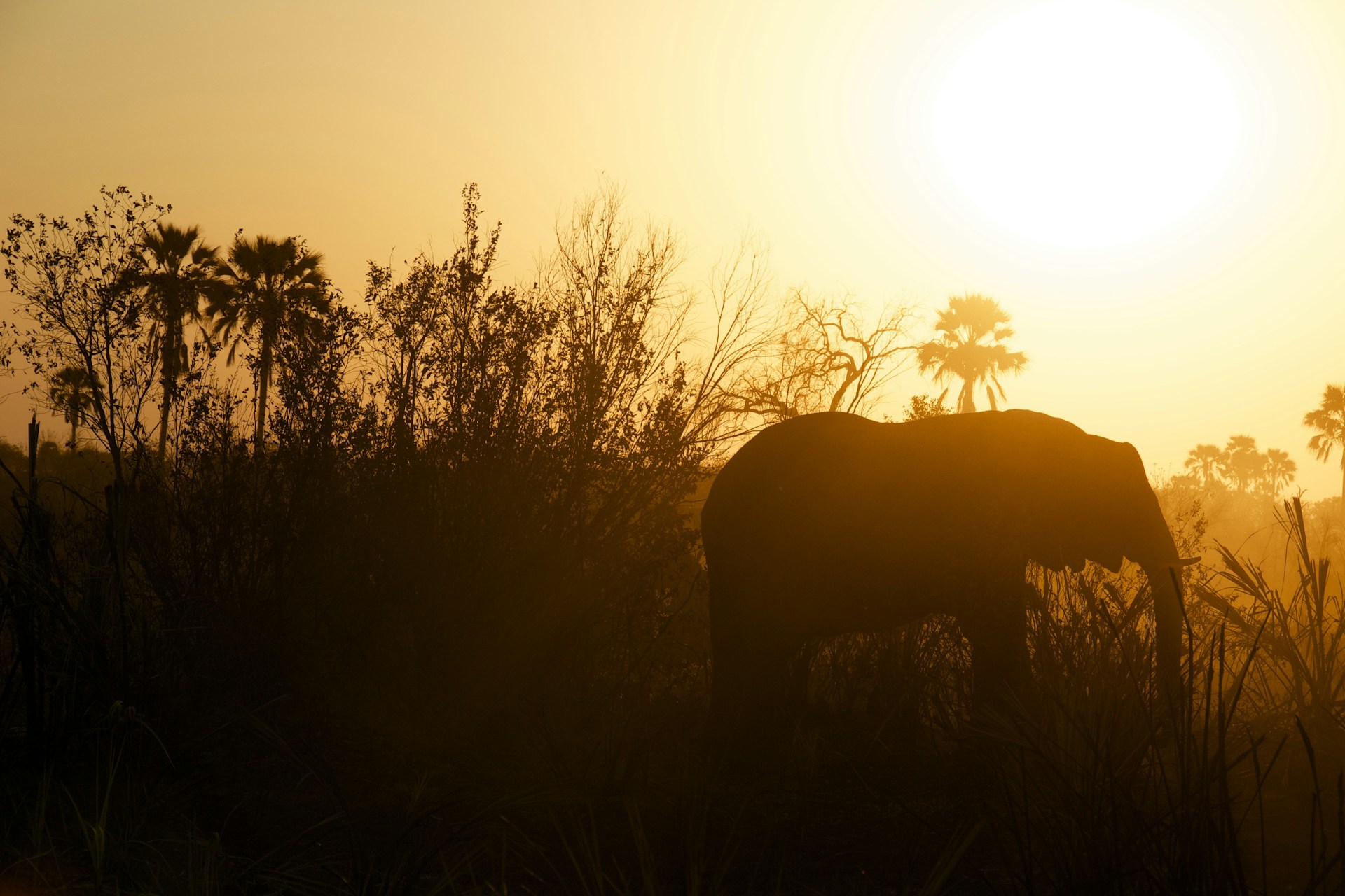 silhouette photography of elephant near grasses