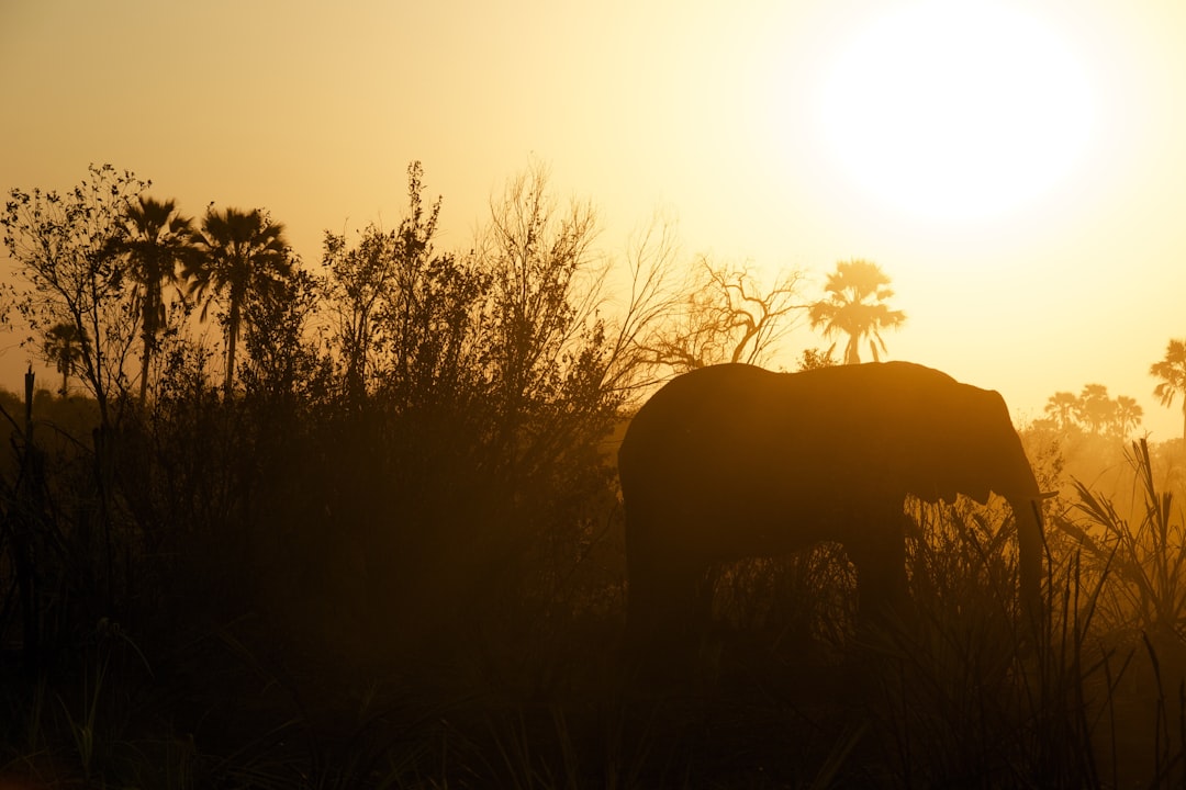 Botswana Safari - botswana safari cost