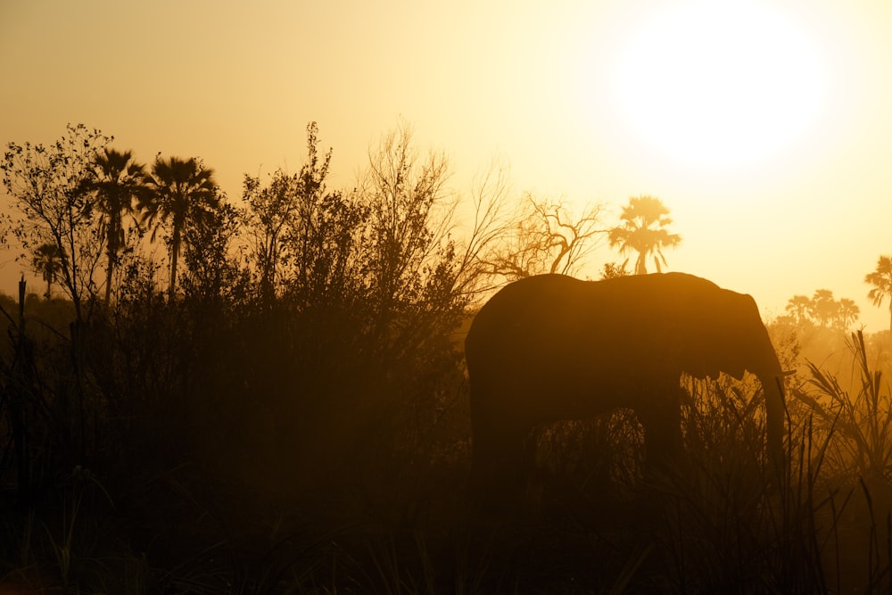 Fotografia della silhouette dell'elefante vicino alle erbe