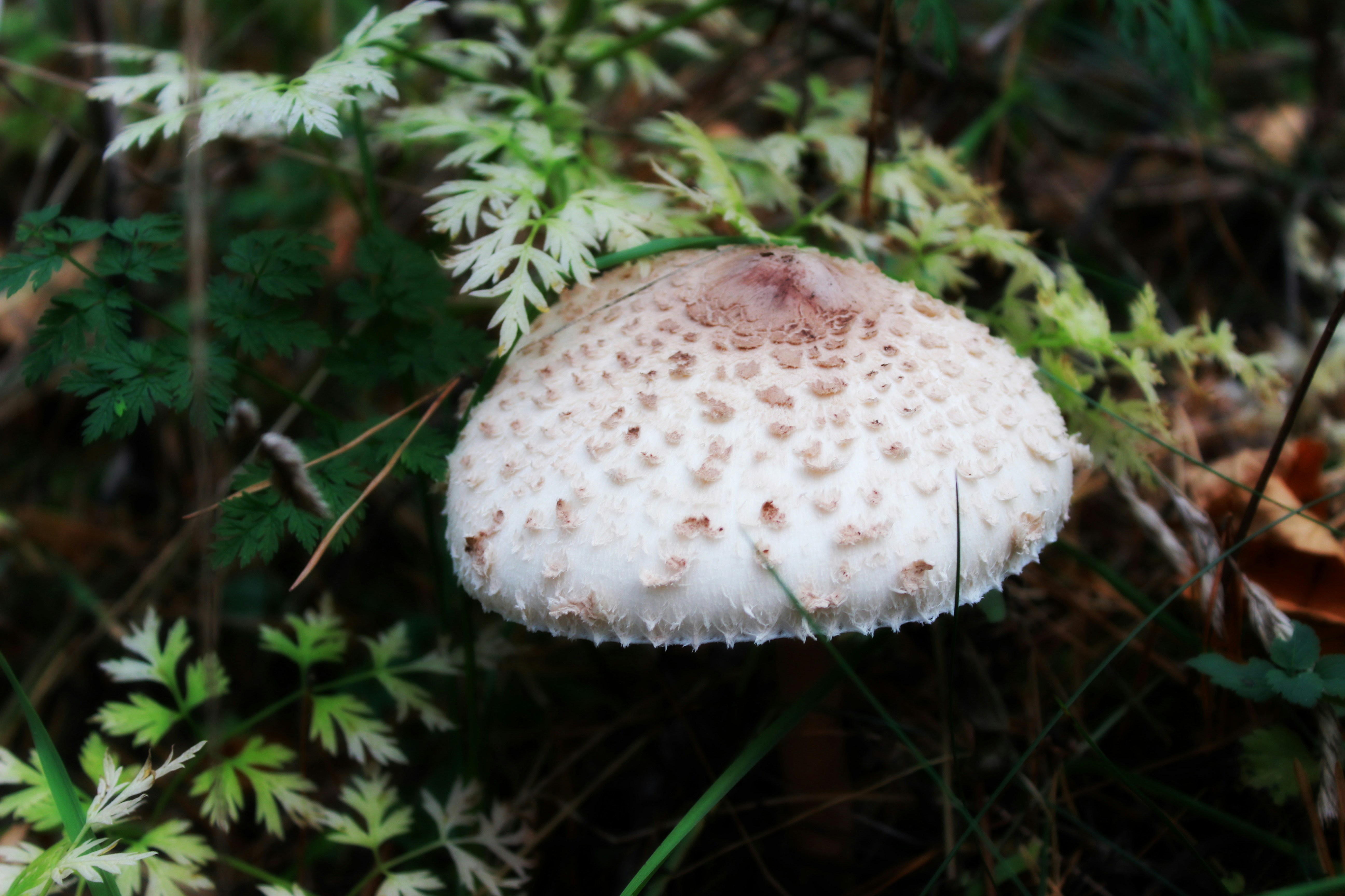 Free Unsplash photo from Nicholas Ptashyts