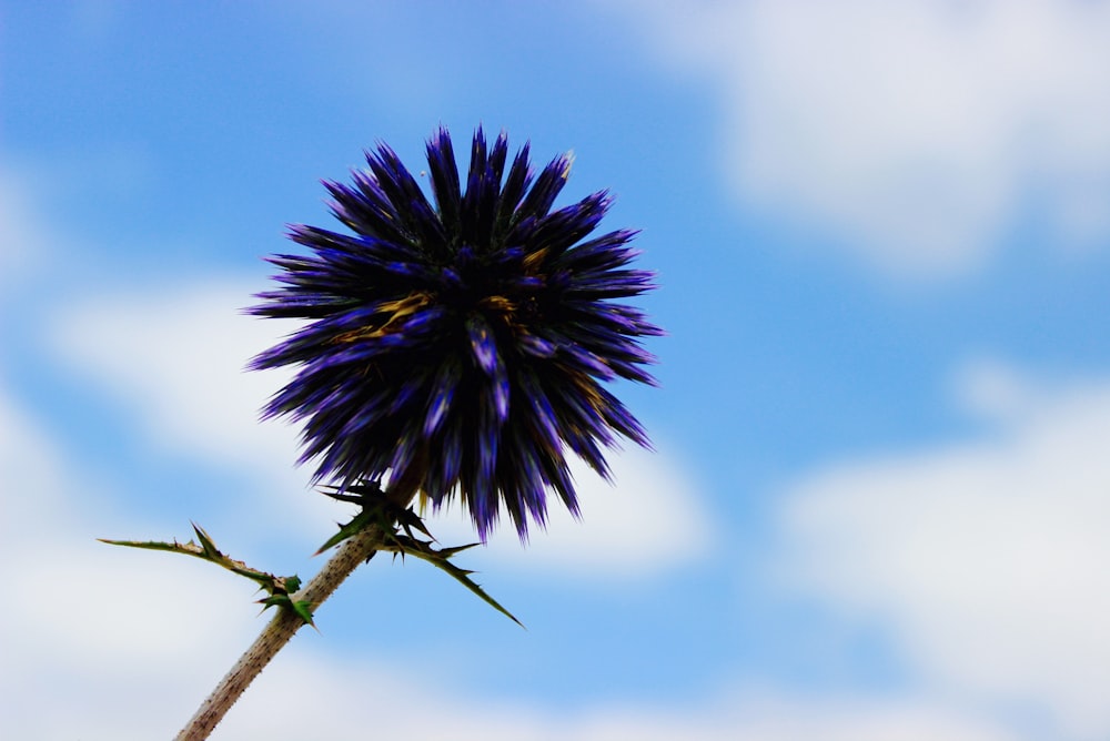 fotografia selettiva di fuoco di fiore dai petali blu sotto cieli nuvolosi blu e bianchi