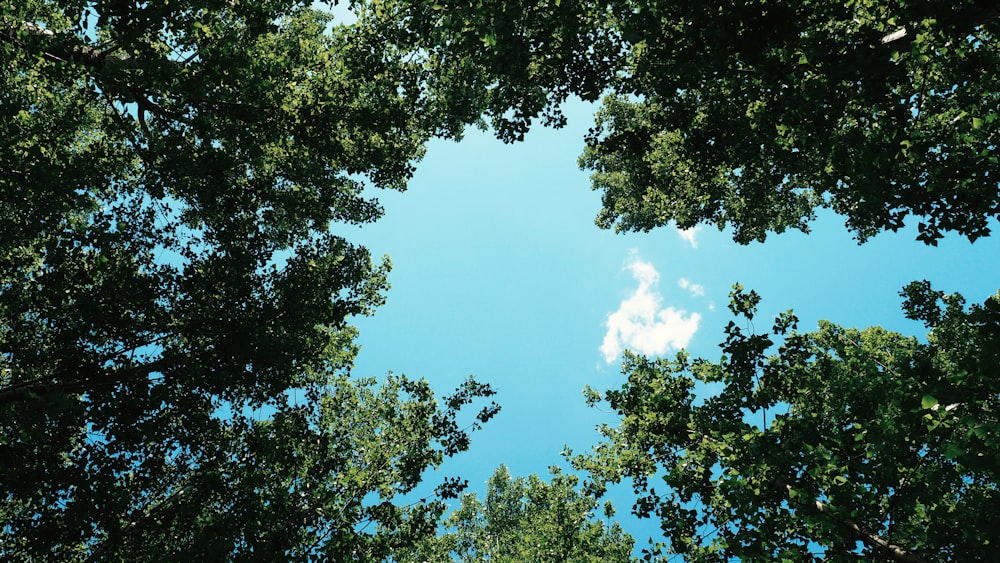 vista dal basso della luce del sole sopra gli alberi verdi