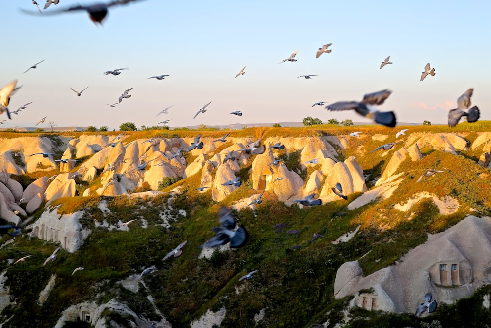 photo of migratory birds on rocks
