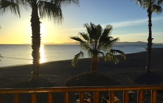 Sunset over a calm ocean with palm trees silhouetted on the shore.