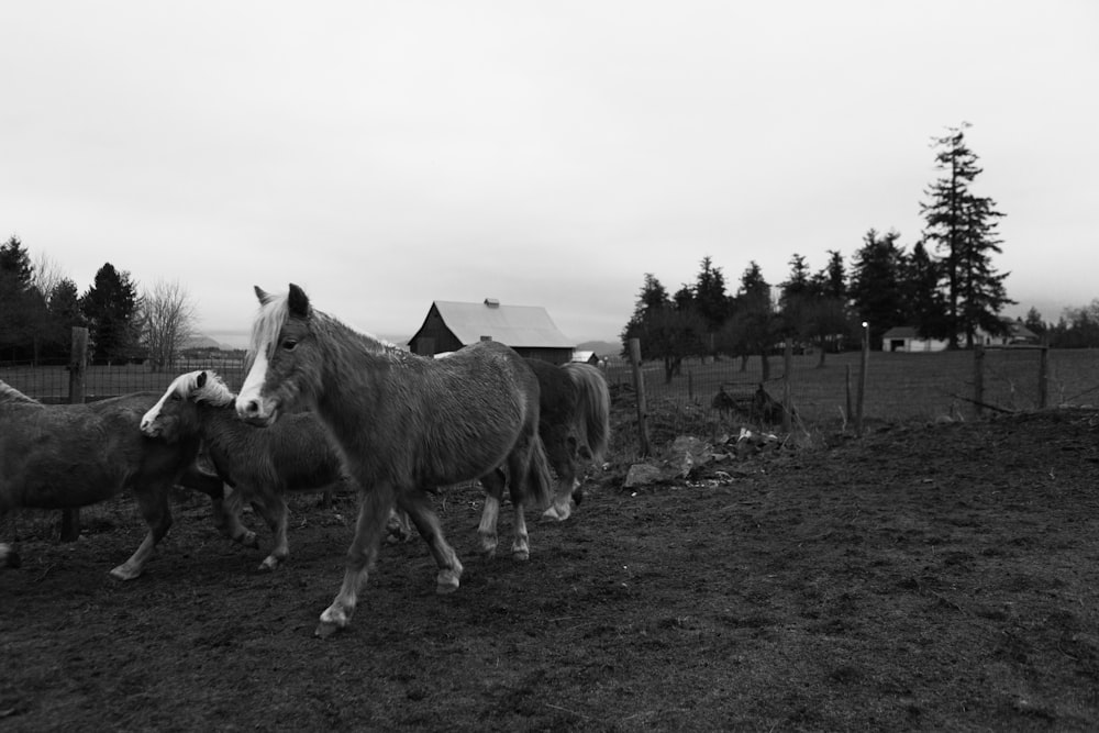 grayscale photo of horses on grass field