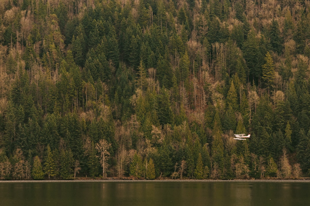 aerial photography of green leaf trees at daytime