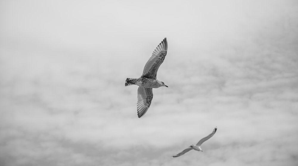 white and black bird soaring high