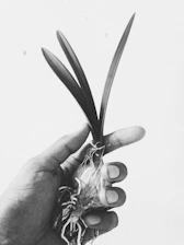 Close-up of a hand holding soil with visible roots and microbes under a microscope.