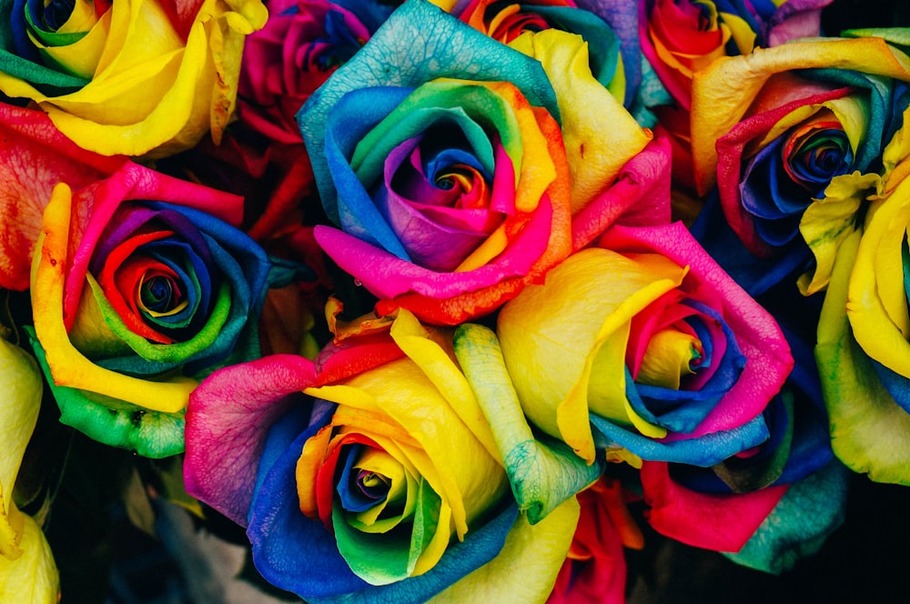 flores de pétalos de colores variados