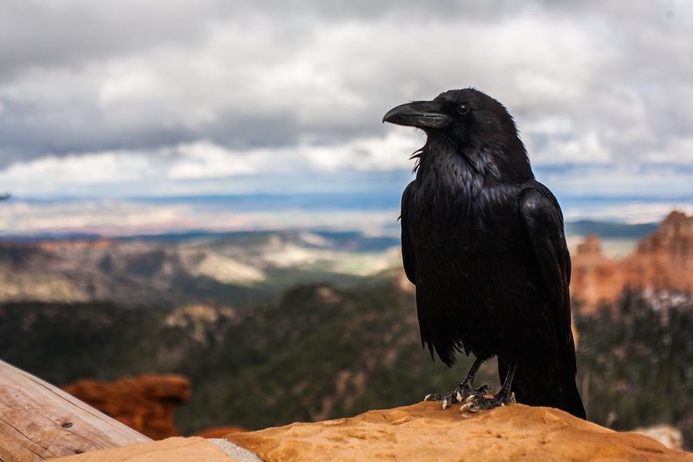 Schwarze Krähe auf braunem Felsen unter bewölktem Himmel am Tag