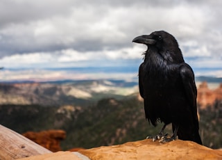 black crow on brown rock under cloudy sky at daytime