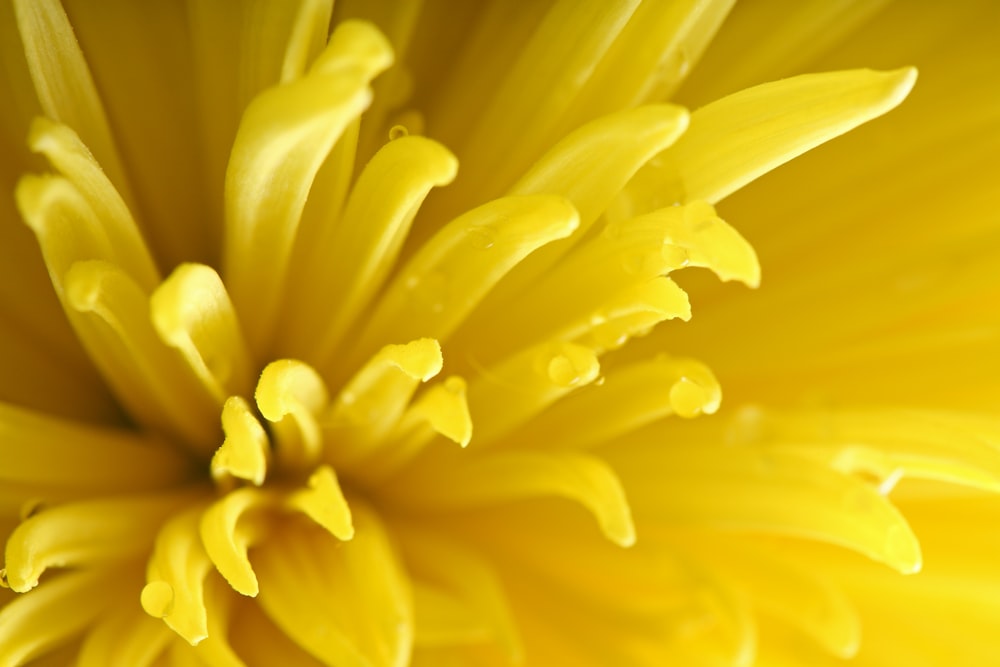 yellow petal flower