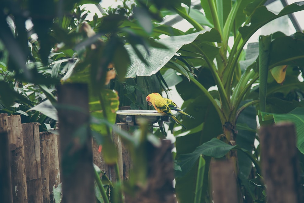 two green and yellow birds surrounded by trees