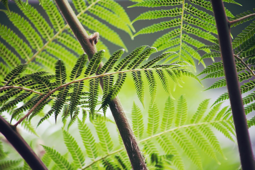 グリーンシダ植物の浅焦点写真