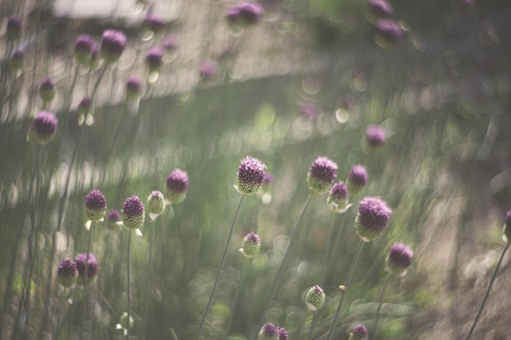 tilt shift lens photography of pink flowers