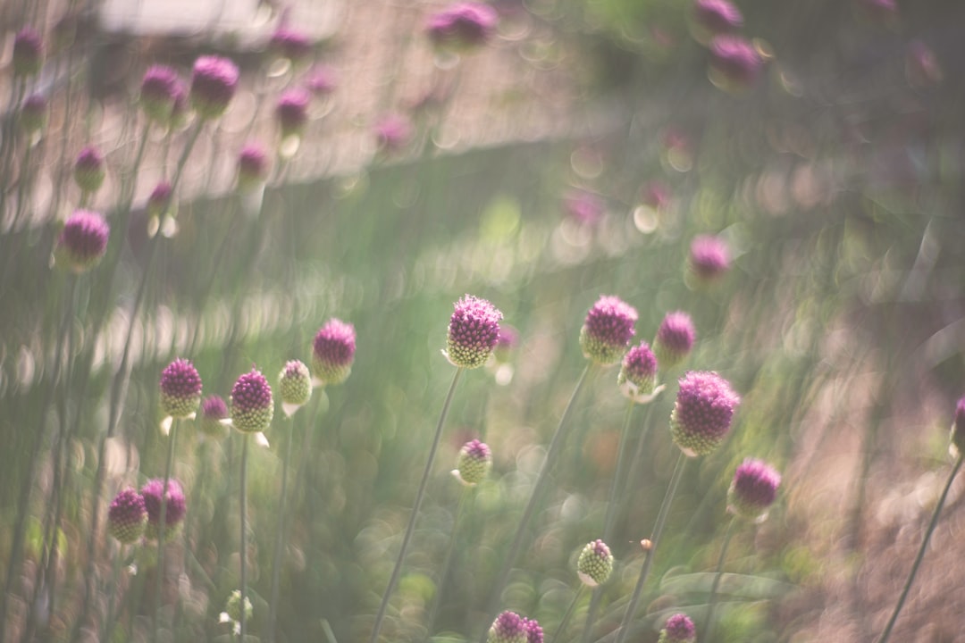 tilt shift lens photography of pink flowers