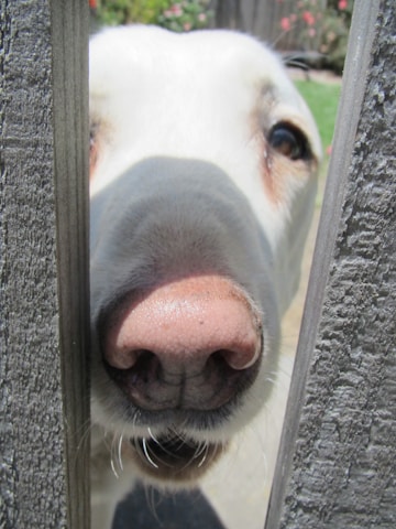 A dog's nose and part of its face are visible, closely peering through a wooden fence. The focus is on the dog's shiny nose with its eyes visible in the background.