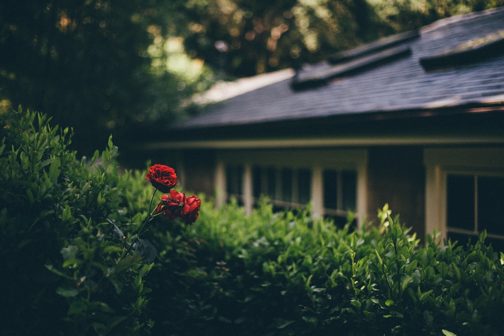 Due fiori dai petali rossi che si affacciano sulla casa bianca all'ombra degli alberi durante il giorno