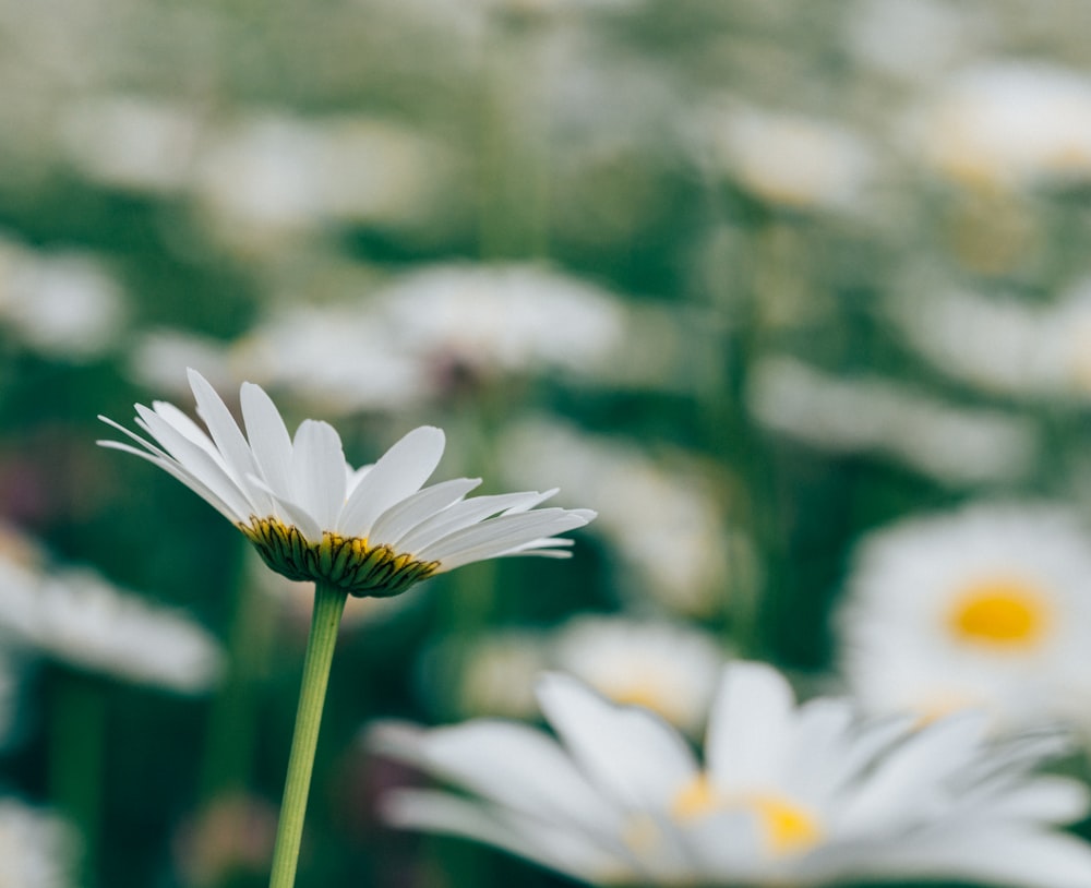 white and yellow daisy flowers