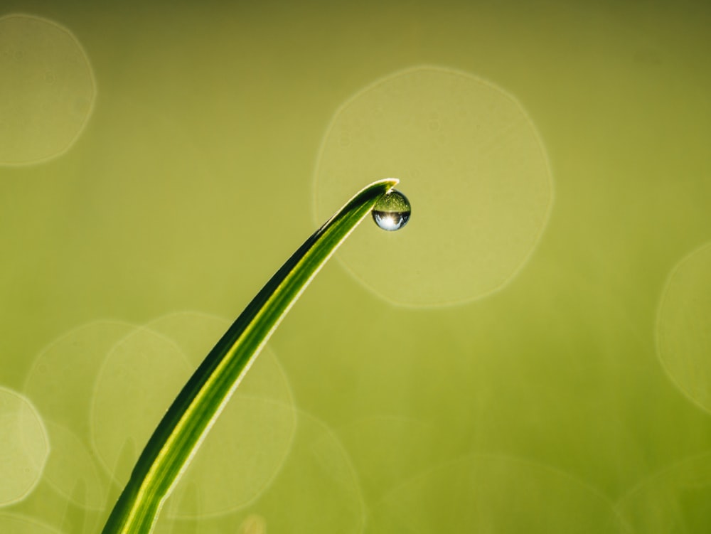 um close up de uma planta verde com uma gota de água sobre ela