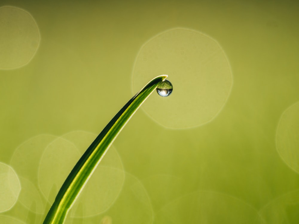 un primo piano di una pianta verde con una goccia d'acqua su di essa