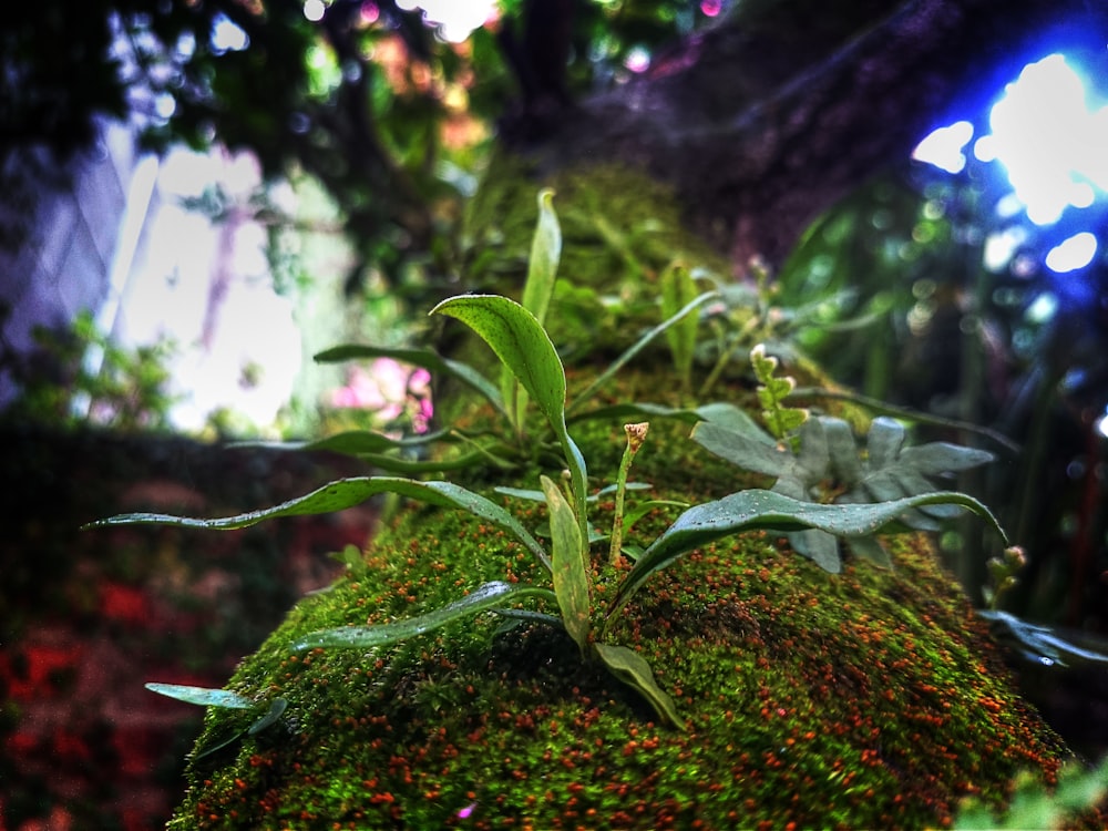 昼間に撮影した緑の植物の選択写真