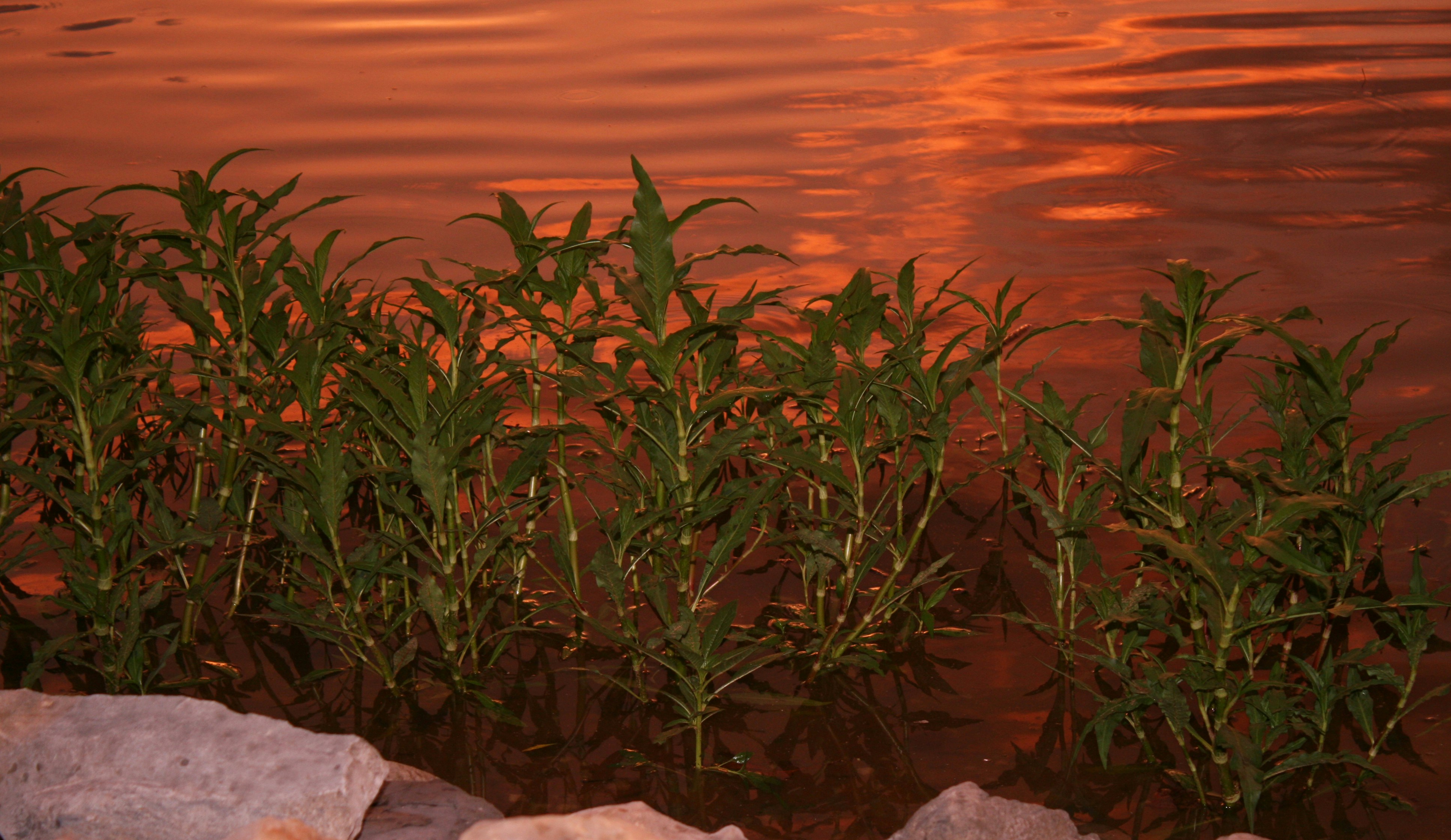 Free Unsplash photo from Allison Shockley