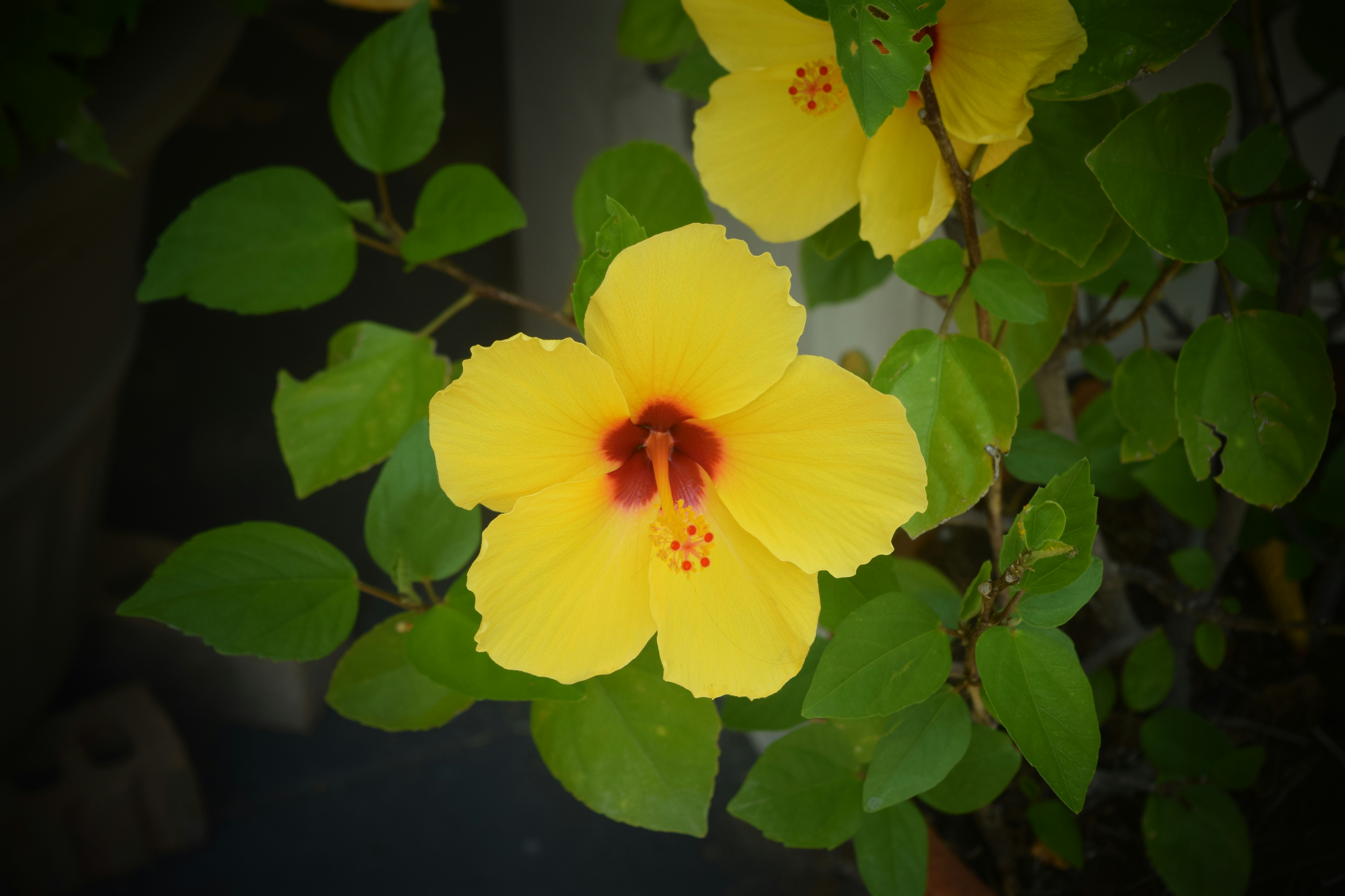 Free Unsplash photo from Sophia Nicholas