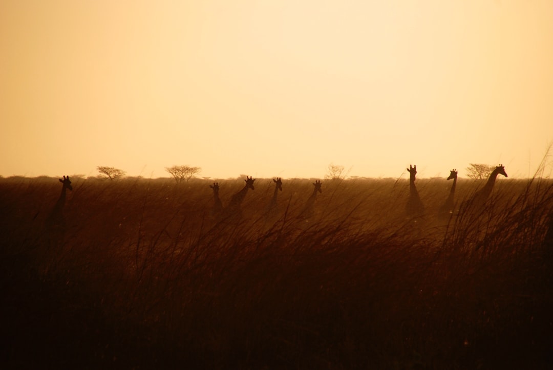 silhouette of giraffes on field at sunset
