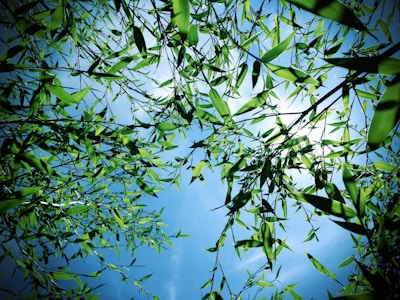 A picturesque view of bamboo plantations under the sun.