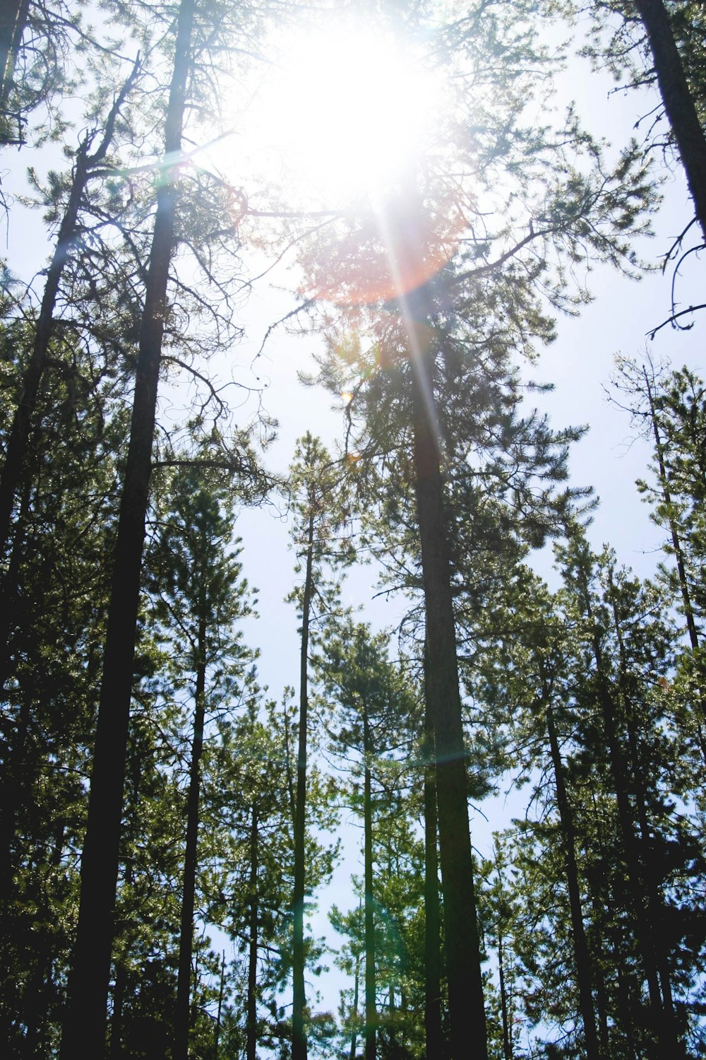 alberi verdi sotto il cielo azzurro chiaro di giorno