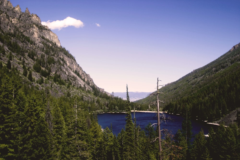 lake in the middle of pine forest by a mountain during day