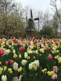 A serene view of tulip fields in the Netherlands during spring.