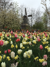 A lush field of vibrant tulips and daffodils in various shades of pink, yellow, and white. In the background, there is a traditional windmill surrounded by trees with spring foliage. The scene is tranquil and picturesque, typical of a springtime landscape.