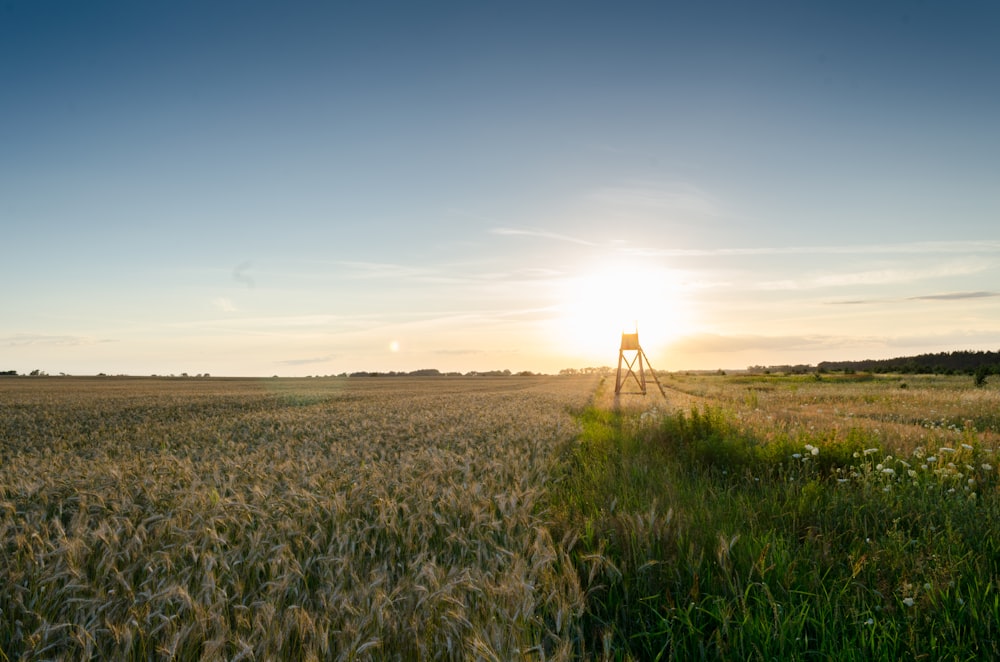 Landschaftsfotografie des Pflanzenfeldes