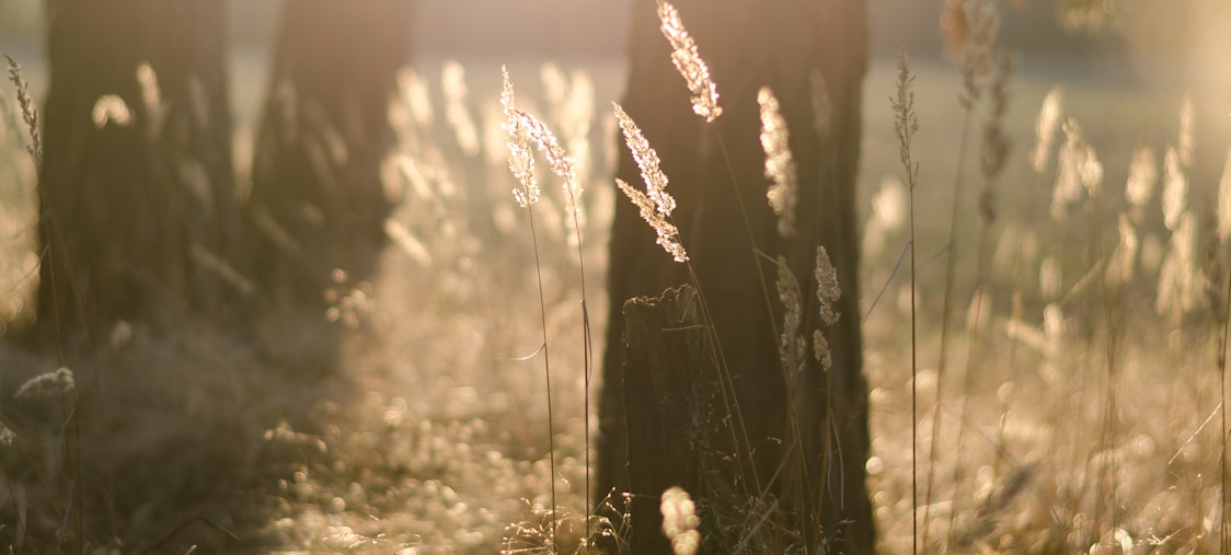 white plant overlooking sun during daytime