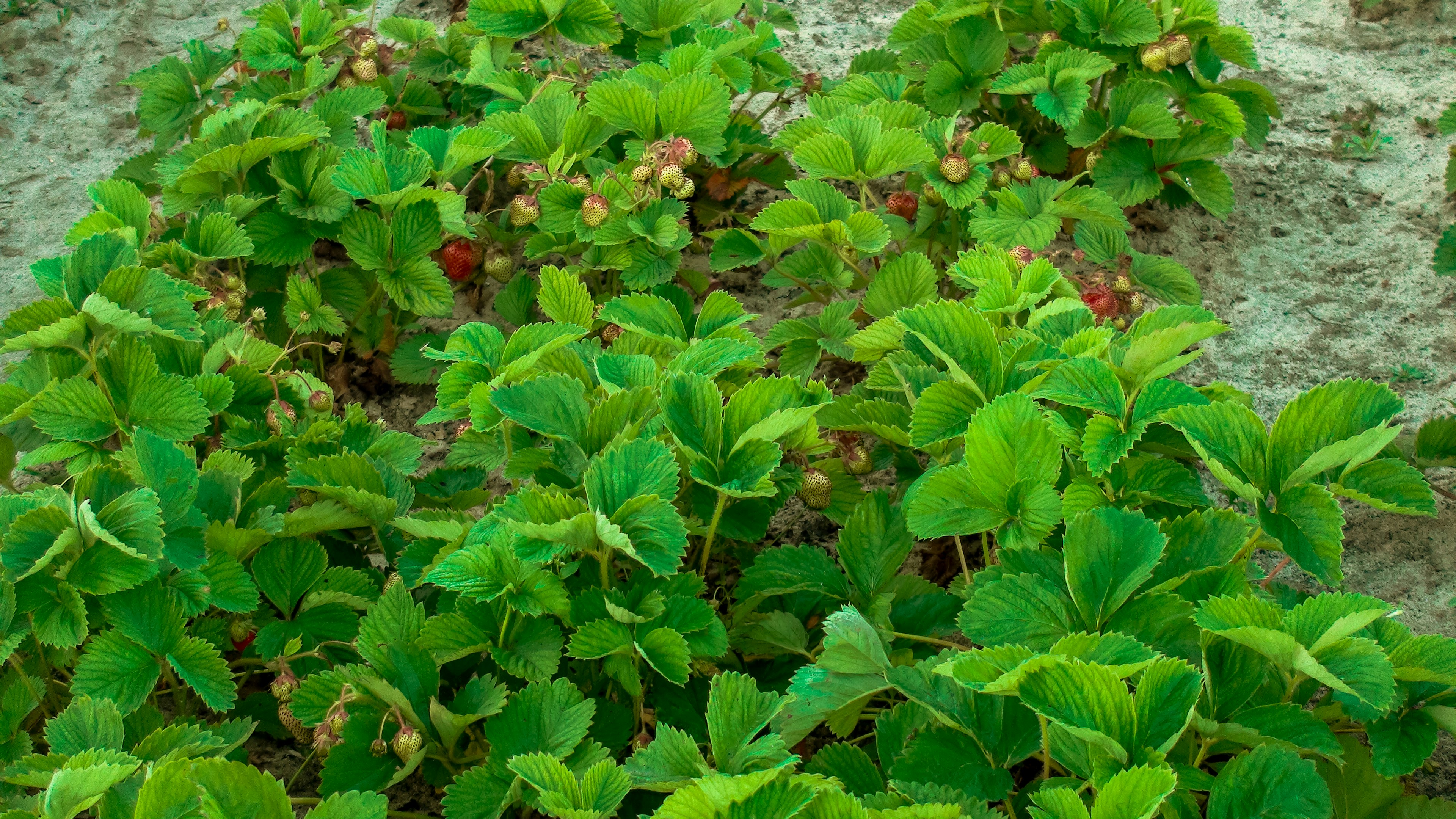 Free Unsplash photo from Elena Ilyinskaya