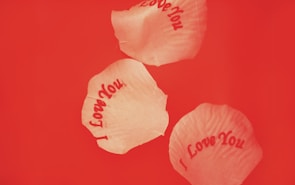 Three cream-colored rose petals with the words 'I Love You' written on them are scattered against a solid red background.