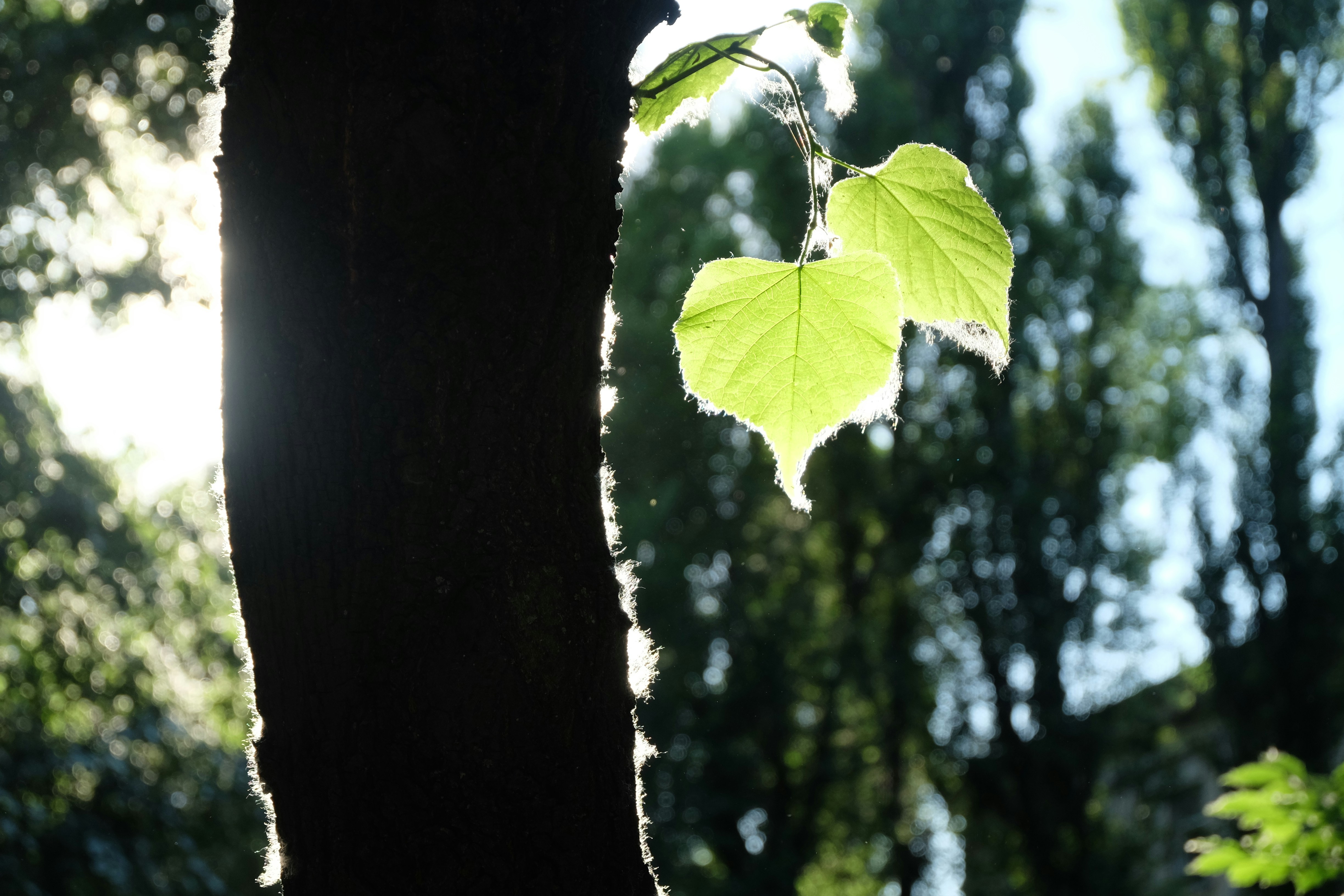 Free Unsplash photo from Pasha Gryniuk