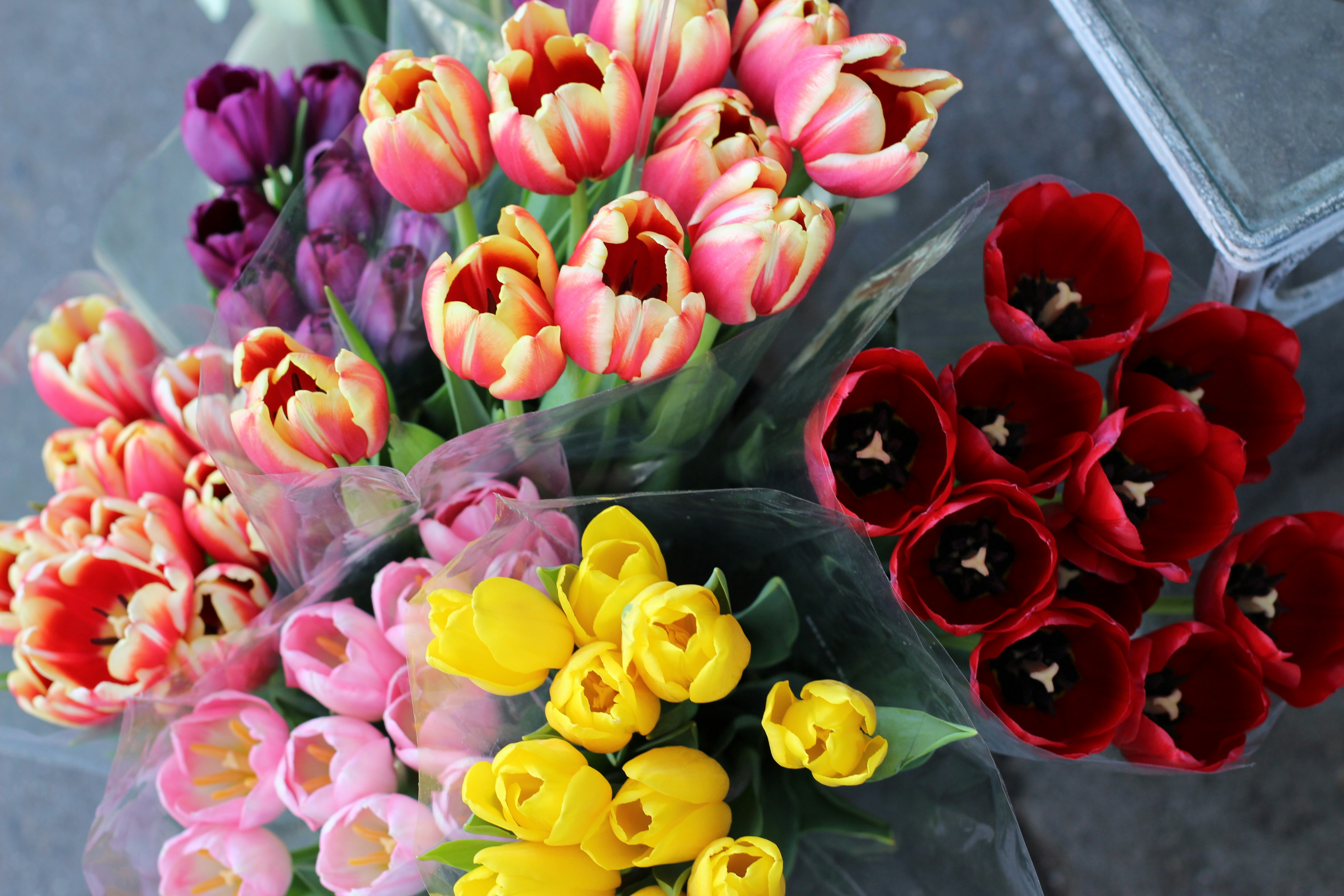 Free Unsplash photo from Claire Reuss