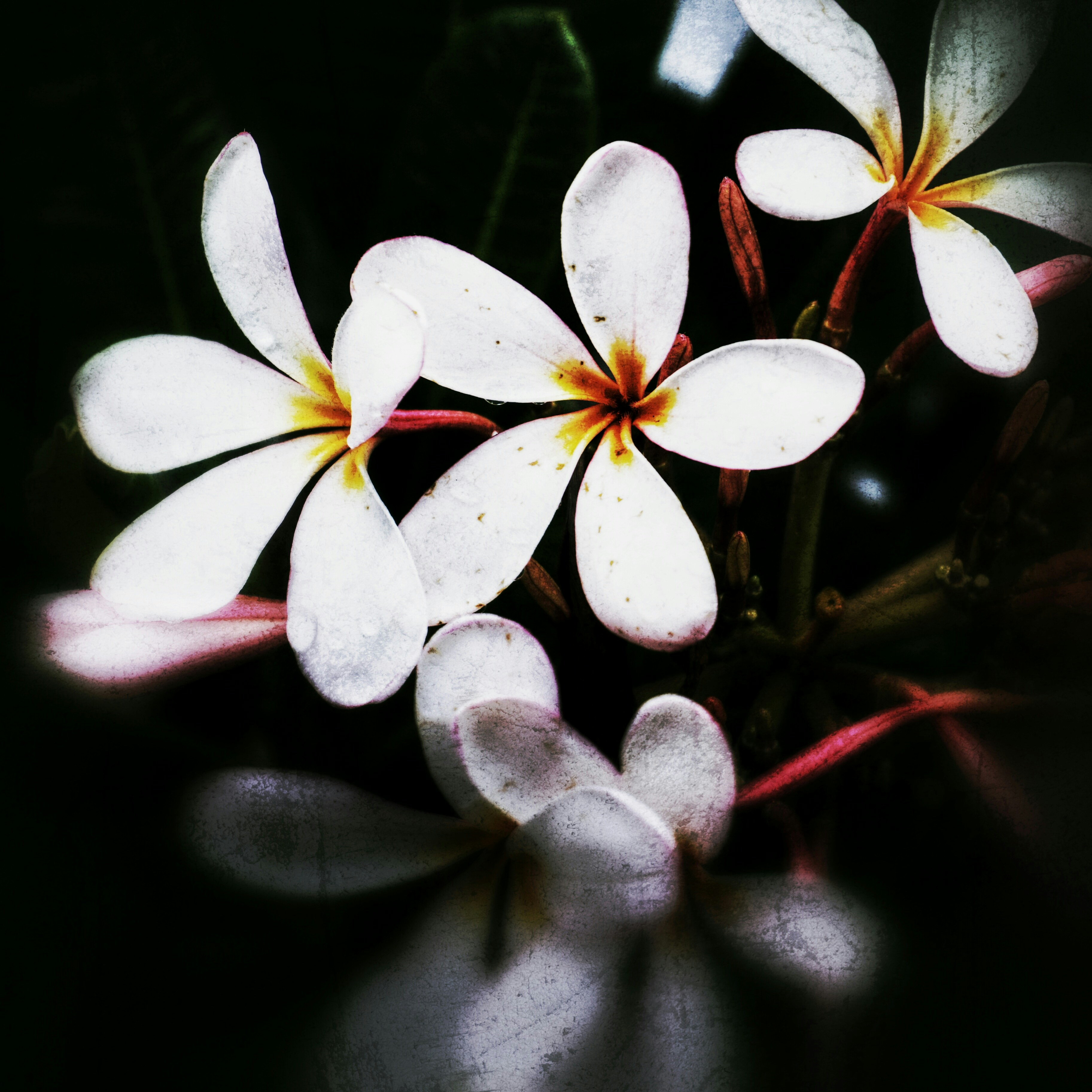 Photo By Dawn Armfield