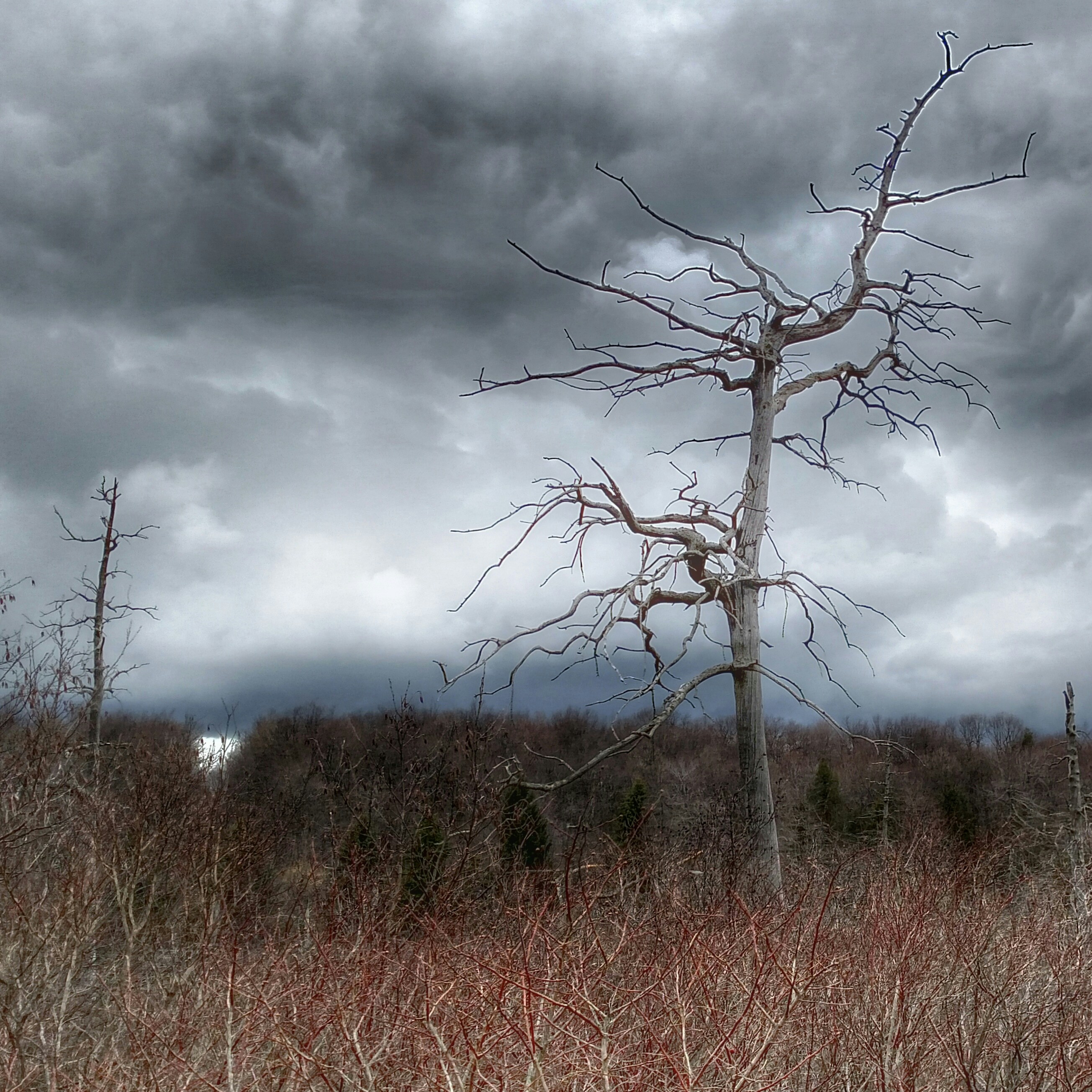 Photo By Dawn Armfield