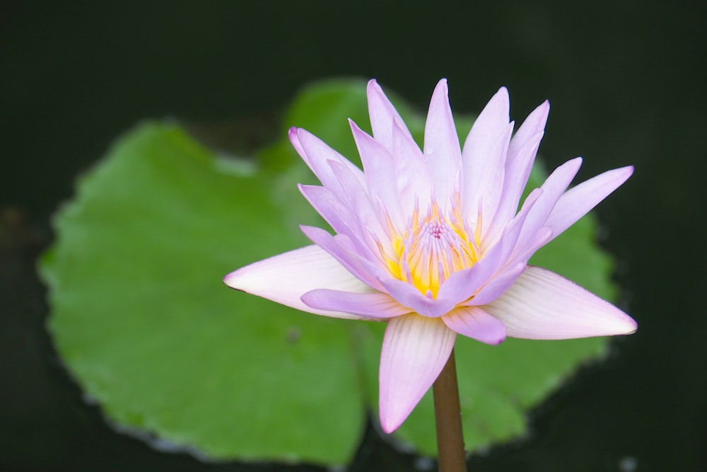 pink lotus flower