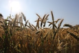 Golden corn stalks swaying gently under a bright blue sky at Corhaven Farms.