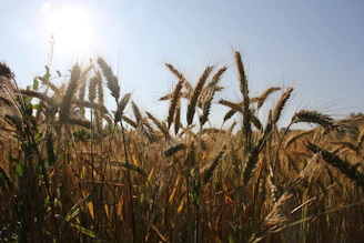 Golden wheat fields waving gently under a bright blue sky.