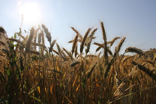 Golden wheat fields waving gently under a bright blue sky.
