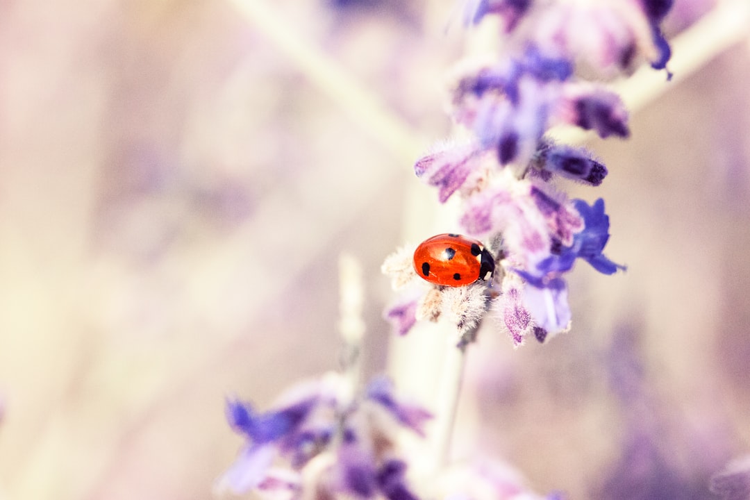 red and black seven-spot ladybird perched on purple petaled flower selective focus photography