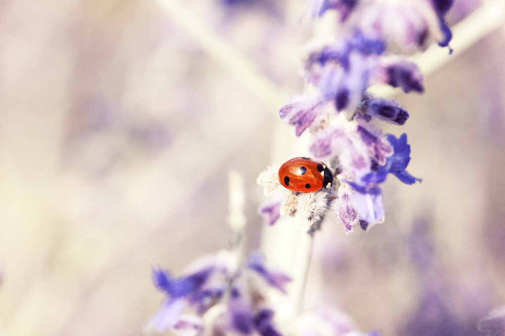 red and black seven-spot ladybird perched on purple petaled flower selective focus photography