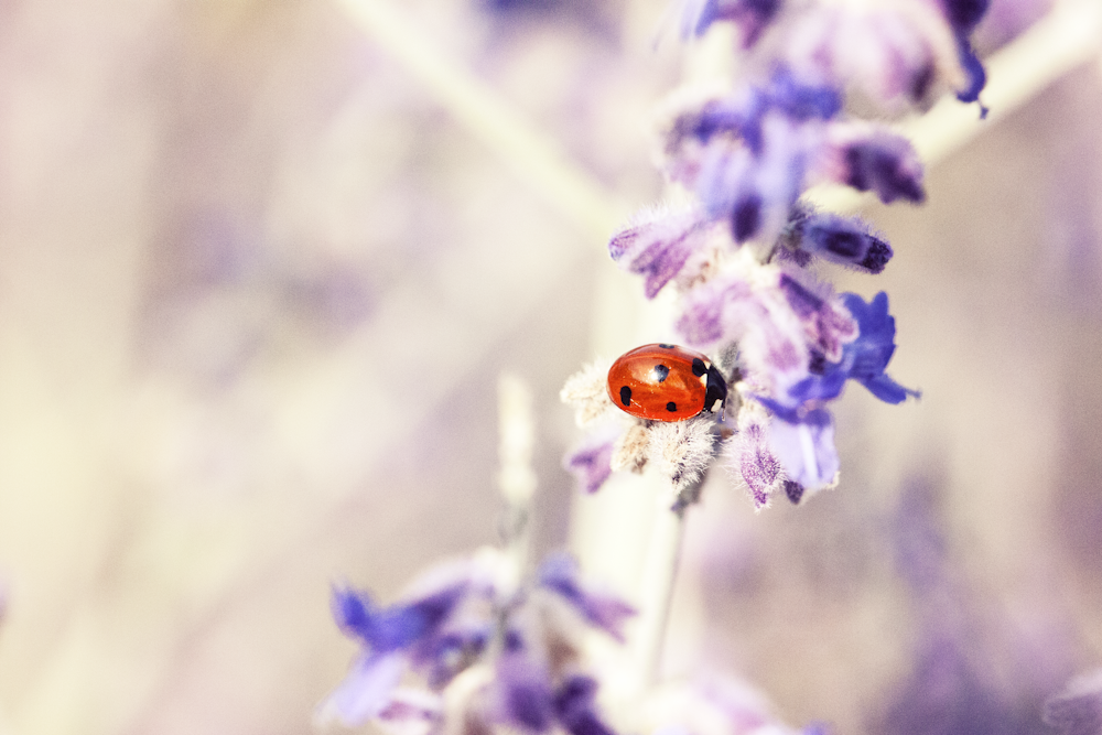 Coccinella rossa e nera a sette punti appollaiata su fiore petalo viola fotografia a fuoco selettiva